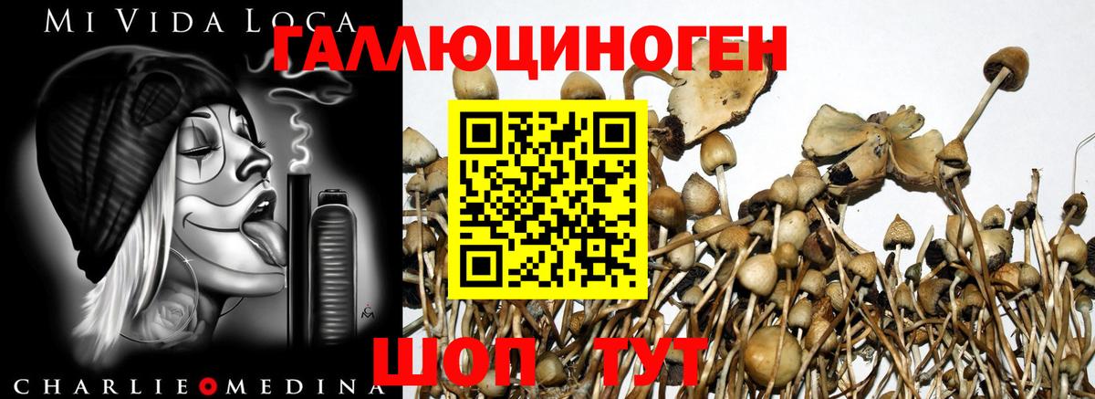 Псилоцибиновые грибы MAGIC MUSHROOMS  Вход с VPN  Псилоцибиновые грибы Psilocybe  Звенигород 
